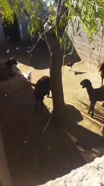 پاکوتا نر|سگ|سنگدوین, |دیوار