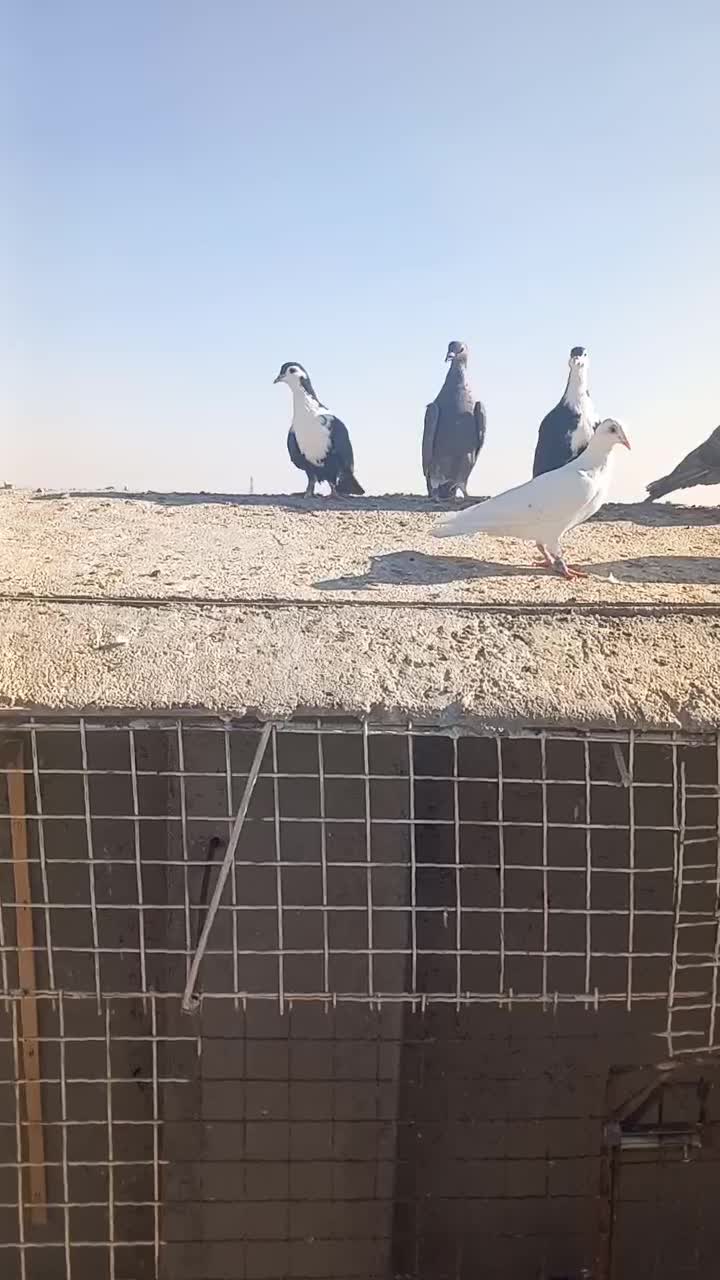 فروشی|پرنده|مه ولات, |دیوار