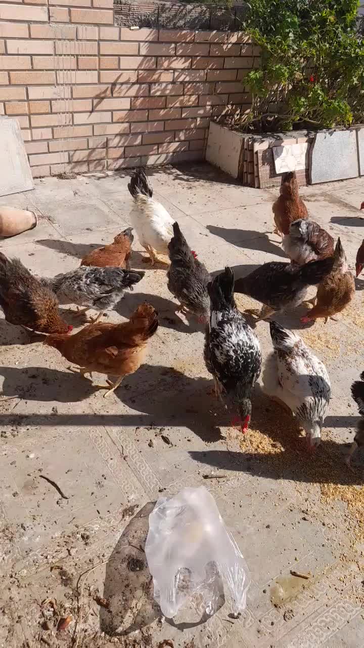 مرغ وخروس|حیوانات مزرعه|فاضل آباد, |دیوار