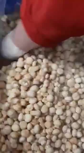 قارچ|عمدهفروشی|هشتگرد, قاسم آباد بزرگ|دیوار