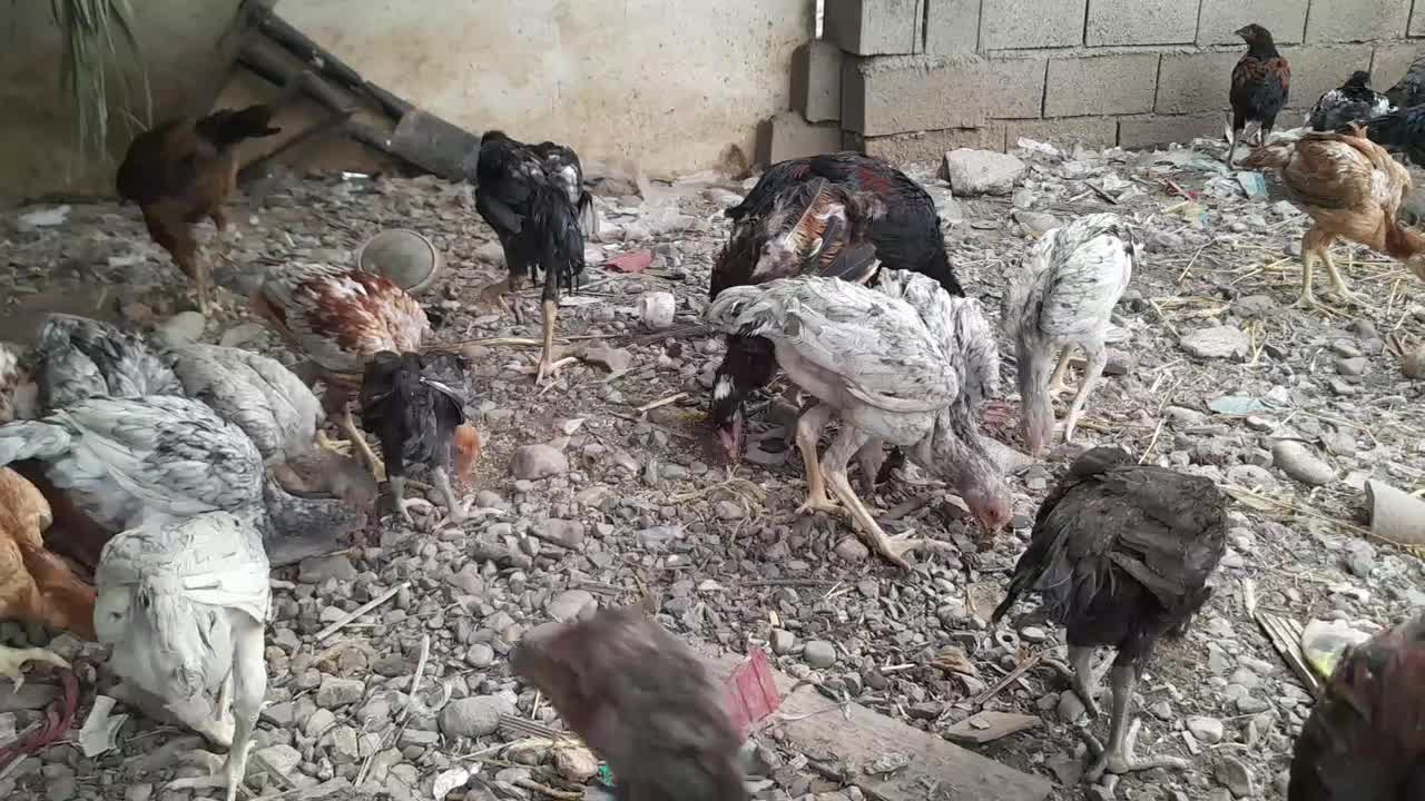 لاری انواع سن|حیوانات مزرعه|خان ببین, |دیوار