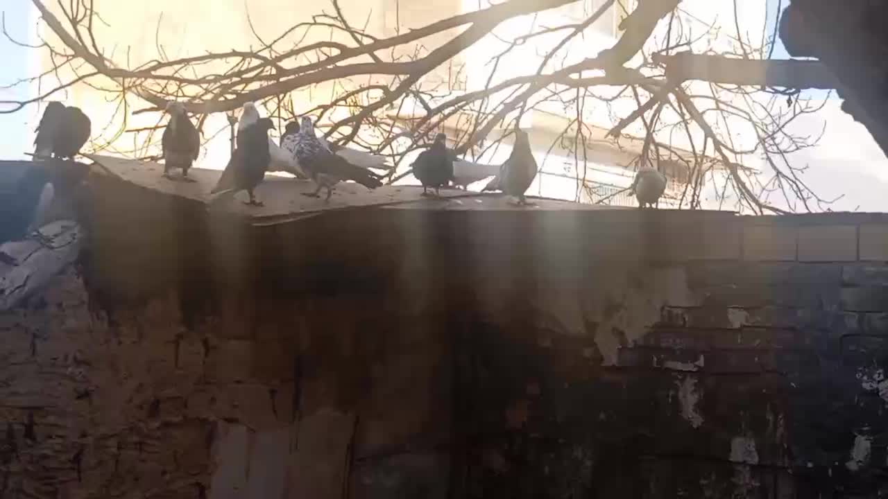 کفتر|پرنده|مشهد, مصطفی خمینی|دیوار