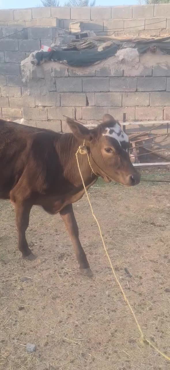 ۲راس گوساله فروشی|حیوانات مزرعه|جیرفت, |دیوار