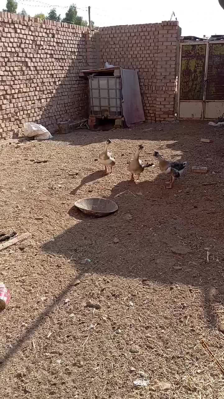 قو غاز اوکراینی|حیوانات مزرعه|آران و بیدگل, |دیوار