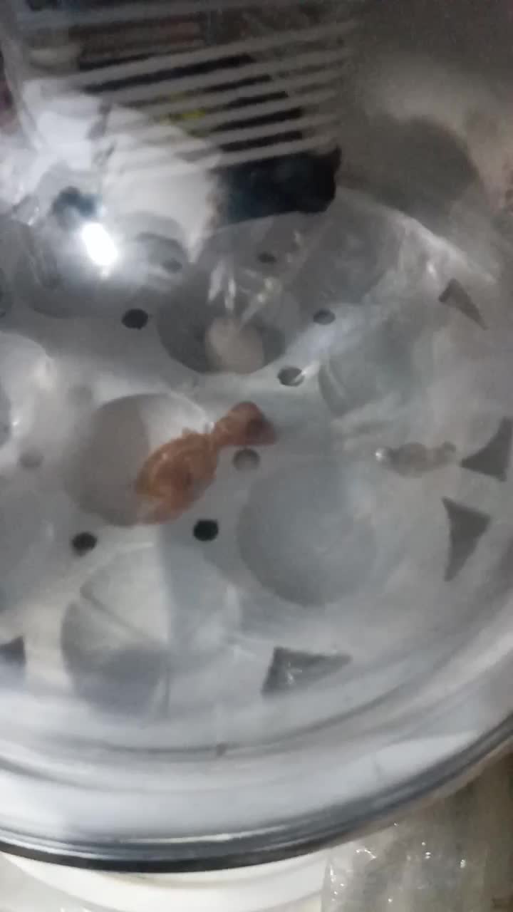 دستگاه جوجه کشی ۱۰ تایی|لوازم جانبی حیوانات|سیرجان, |دیوار