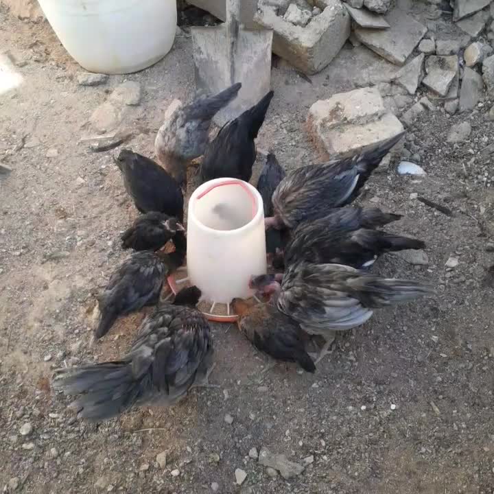 نیمچه گلین طوسی و مشکی|حیوانات مزرعه|مهریز, |دیوار