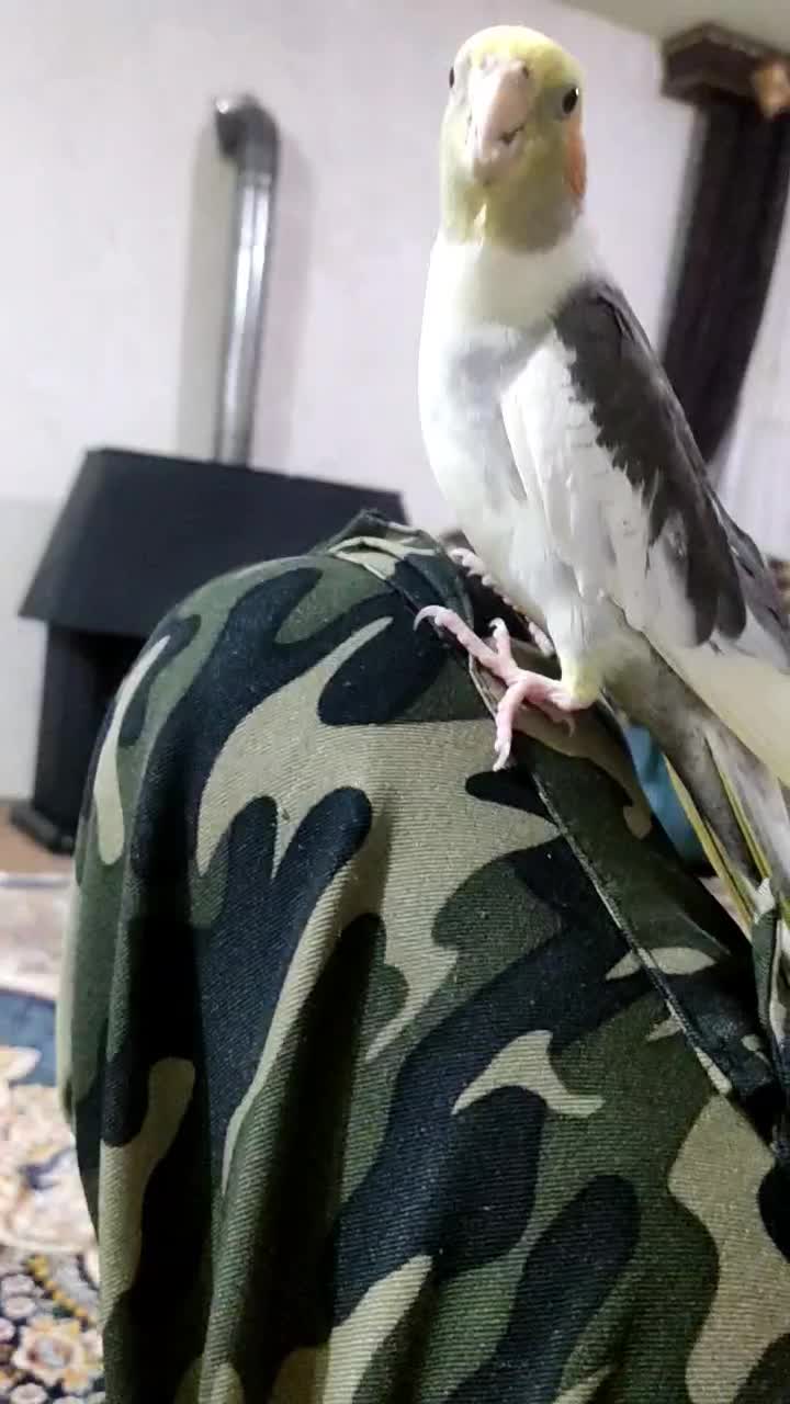 عروس هلندی و قفس|پرنده|سلماس, |دیوار