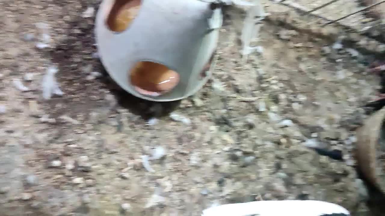 کفتر ساده|پرنده|کاشمر, |دیوار