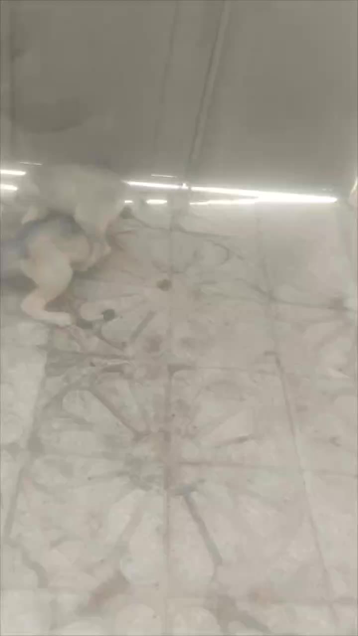 توله پژدر|سگ|تویسرکان, |دیوار