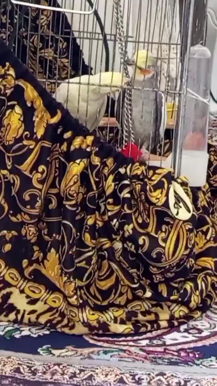 یک جفت عروس هلندی مولد|پرنده|رومشکان, |دیوار