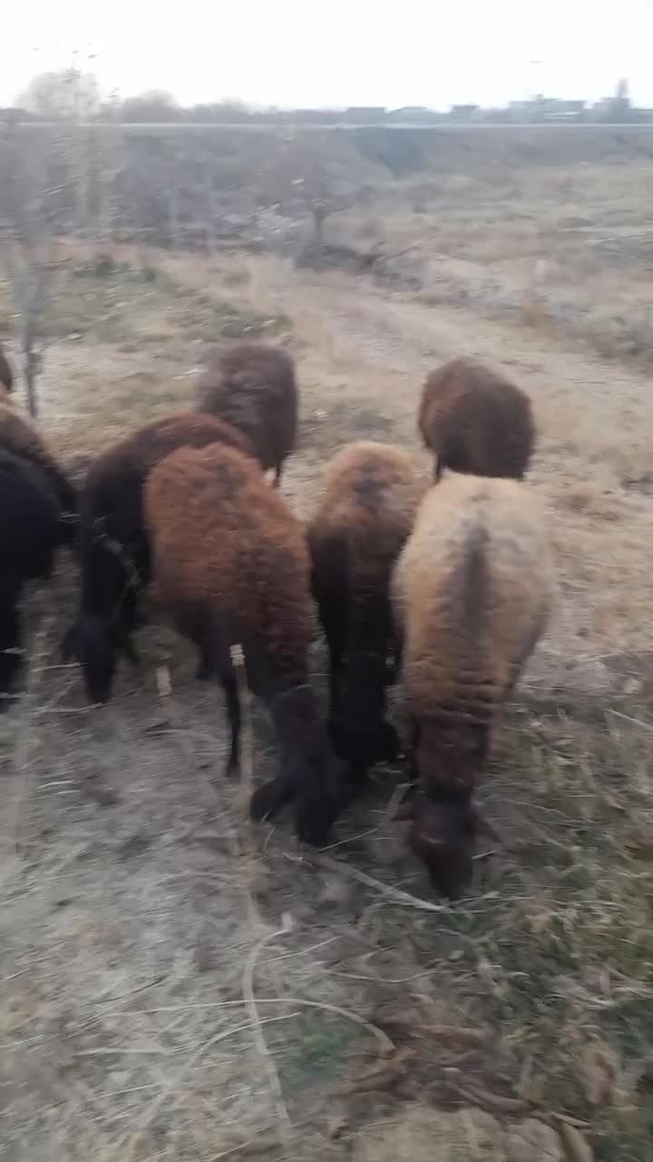 گوسفند|حیوانات مزرعه|ایجرود, |دیوار