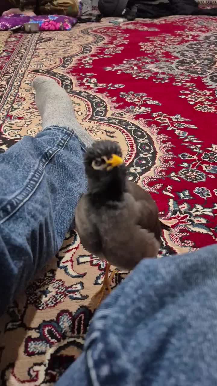 مرغ مینا|پرنده|اردبیل, |دیوار