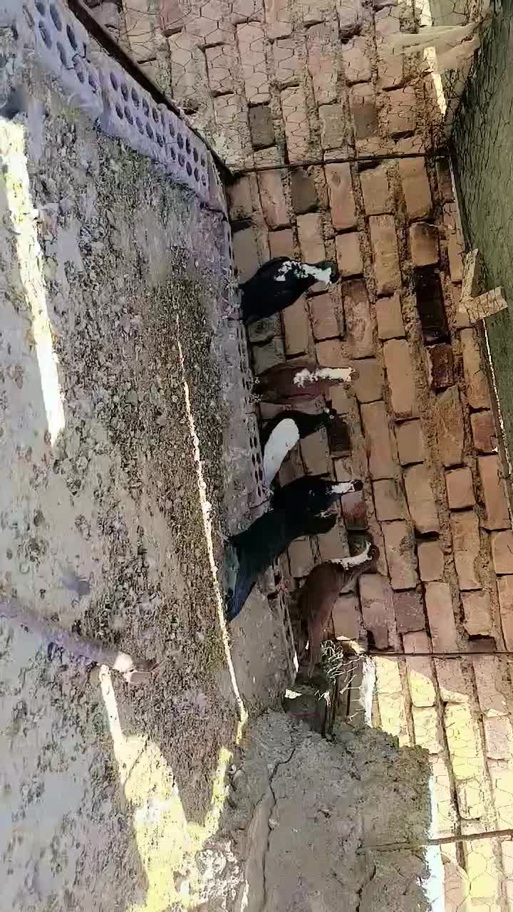کفتر ریشی|پرنده|زرند, |دیوار