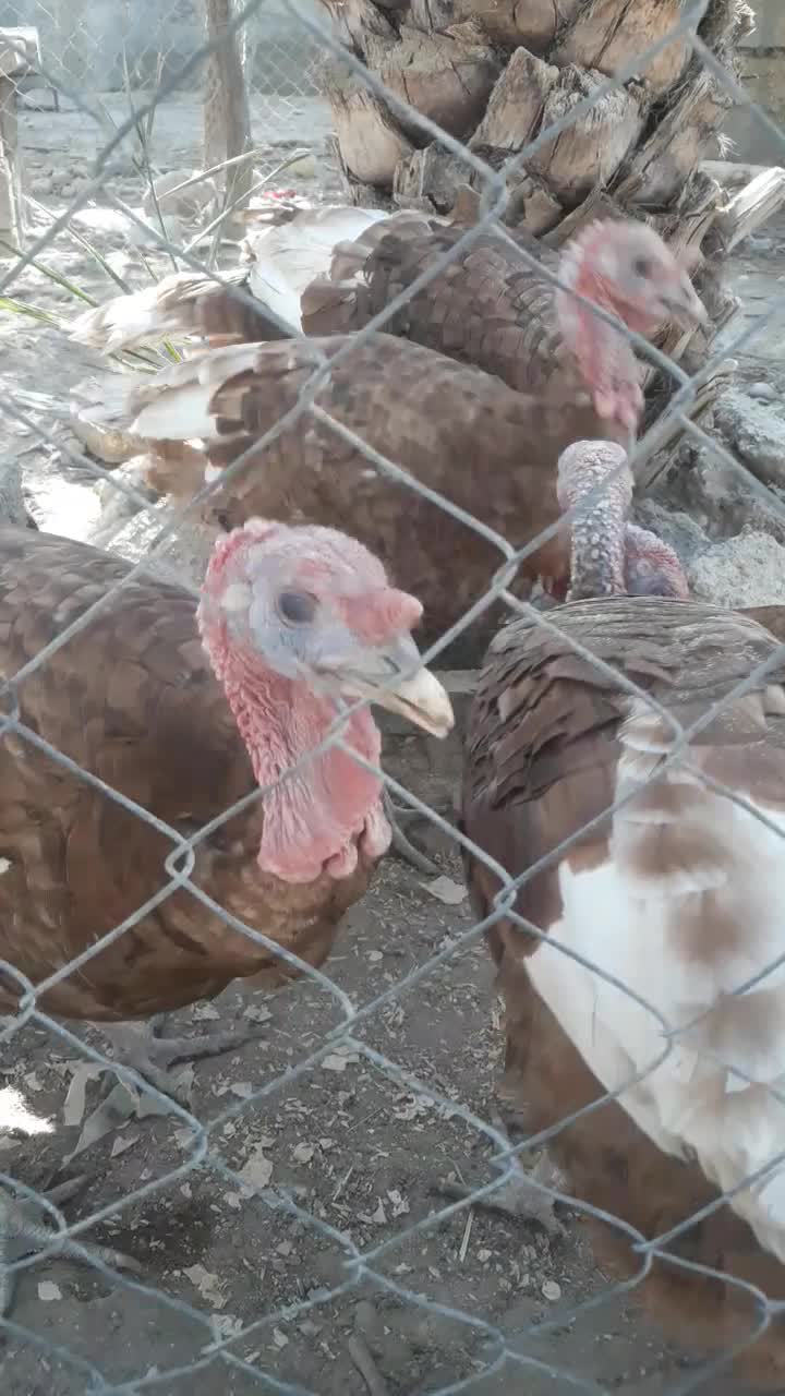 بوقلمون|حیوانات مزرعه|شمیل, |دیوار