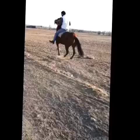 اسب|اسب و تجهیزات اسب‌سواری|نمین, |دیوار