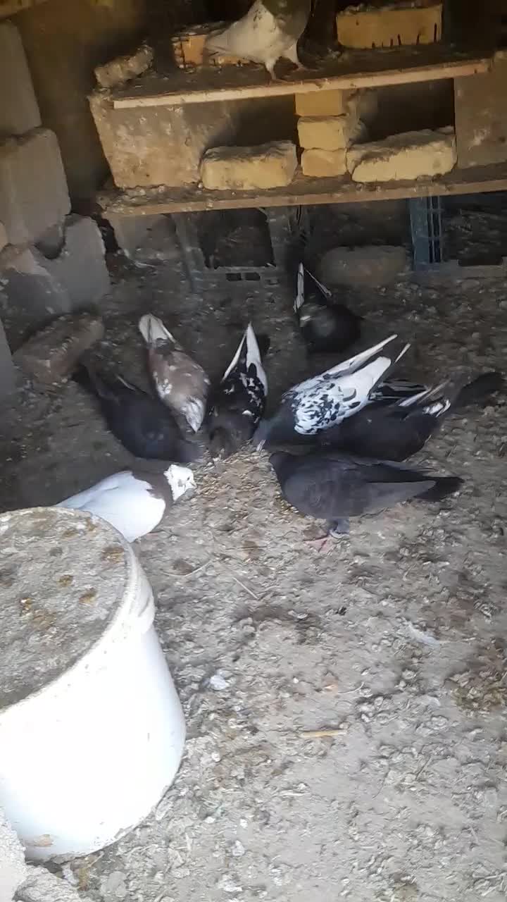 شوش|حیوانات|شوش, |دیوار