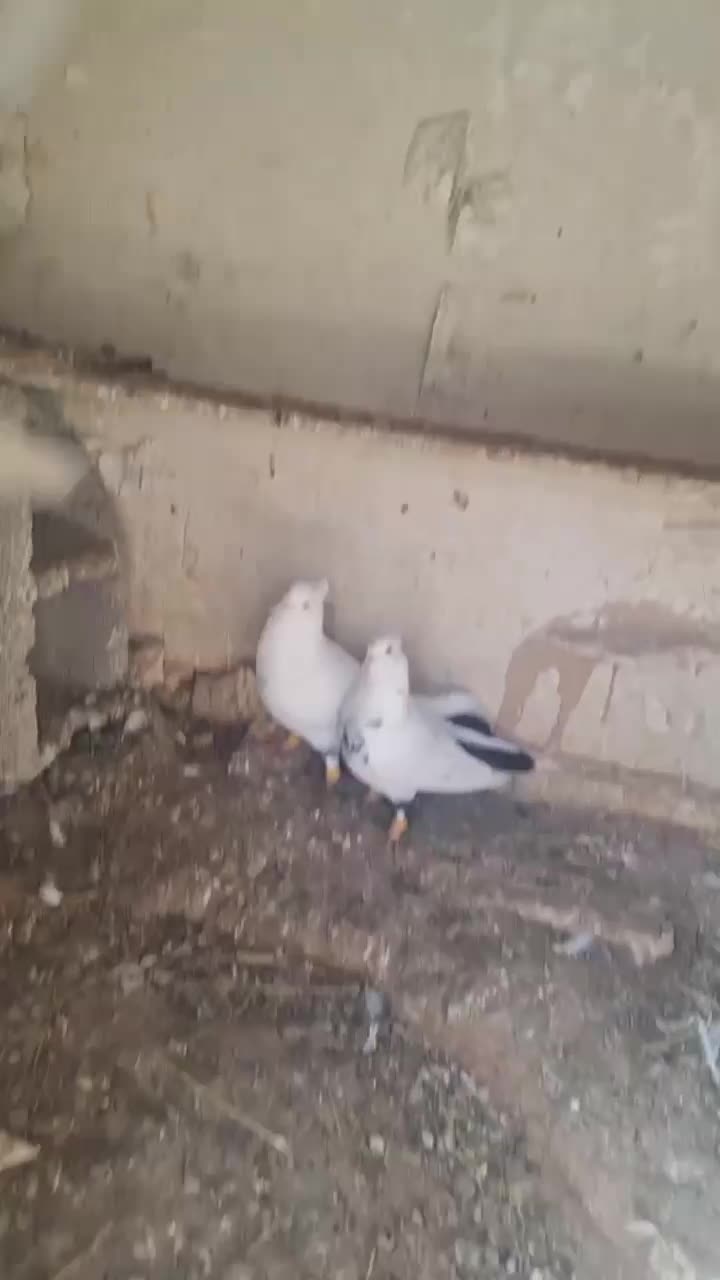 فروشی|پرنده|قزوین, |دیوار