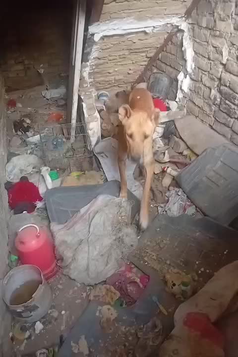 سگ معاوضه کفتر سرابی|سگ|مشهد, توس (بلوار توس)|دیوار