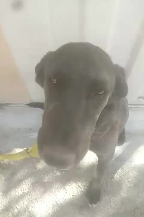 سگ بازیگوش|سگ|یزد, |دیوار