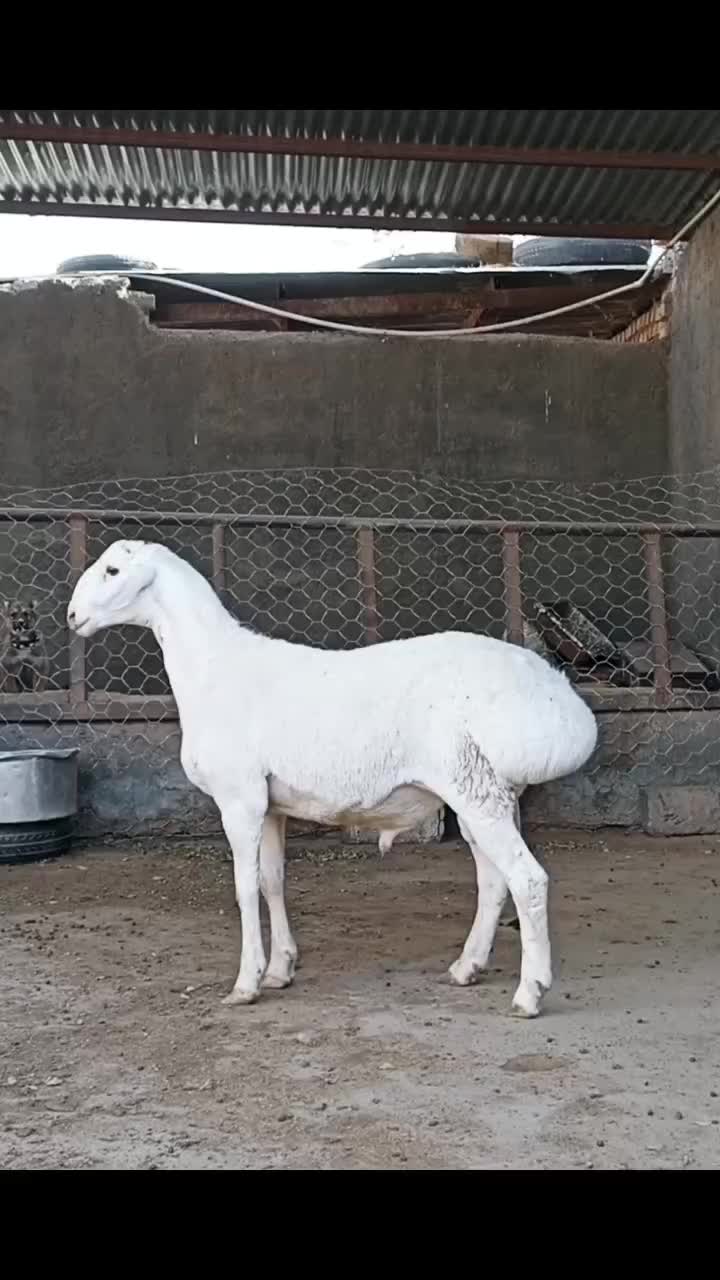 بره نر وماده چینی قندوزی اصیل مخصوص داشت فلکه شهرک|حیوانات مزرعه|تربت جام, شاهد|دیوار