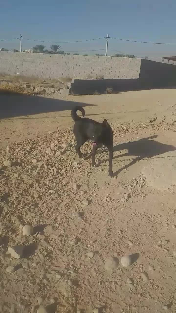 سگ نگهبان|سگ|جهرم, |دیوار