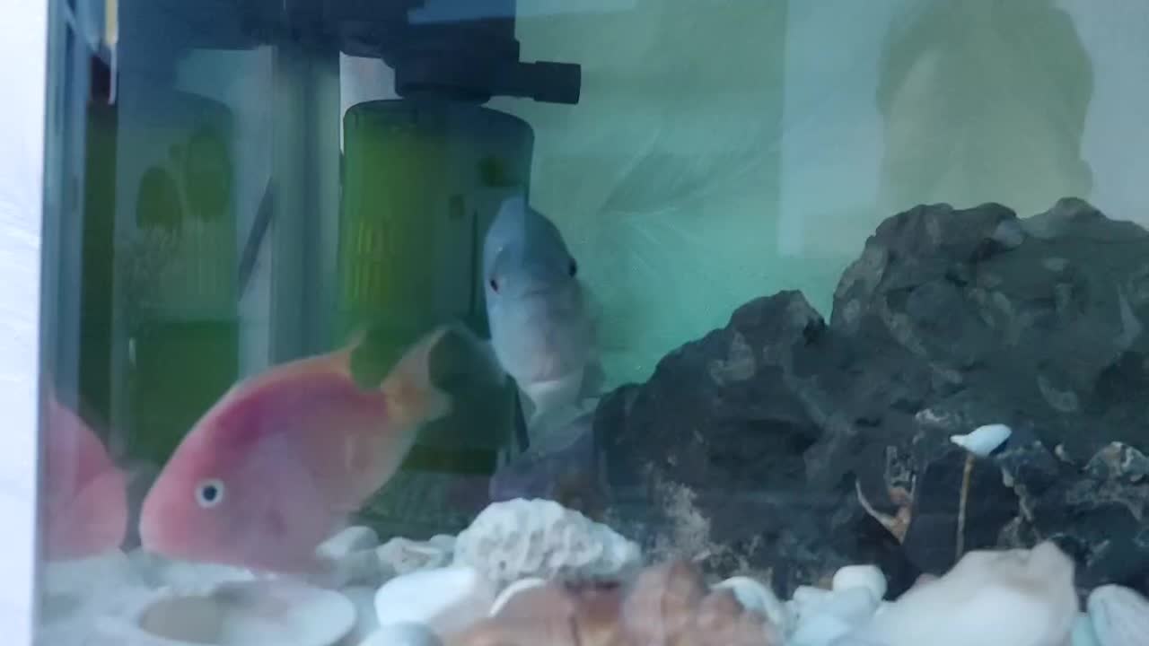 فلاور باکس نر مست فروش یا معاوضه|ماهی|تهران, ابوذر|دیوار