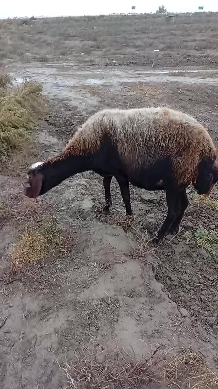 گوسفندابستن سنگین|حیوانات مزرعه|انبارآلوم, |دیوار