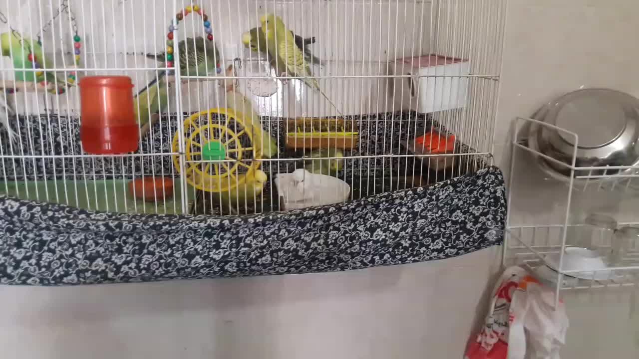 مرغ عشق انگلیسی گرید a|پرنده|مشهد, امیر المومنین|دیوار