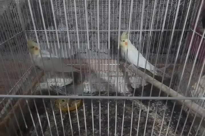 جوجه عروس هلندی  دوماهه و چهارماهه دانه خور|پرنده|زابل, |دیوار