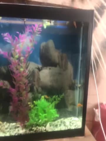 اکواریوم با لوازم و ماهی|ماهی|مشهد, ادیب نیشابوری (شهرک غرب)|دیوار