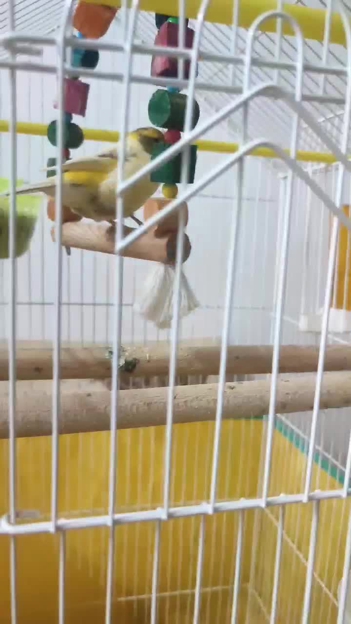 قناری|پرنده|صومعهسرا, |دیوار