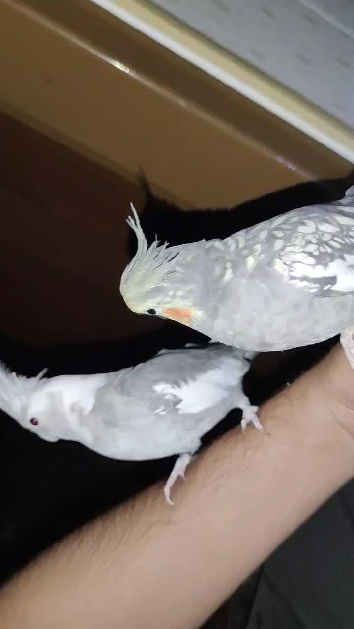 عروس هلندی جفت با ۲ جوجه|پرنده|کرمانشاه, |دیوار