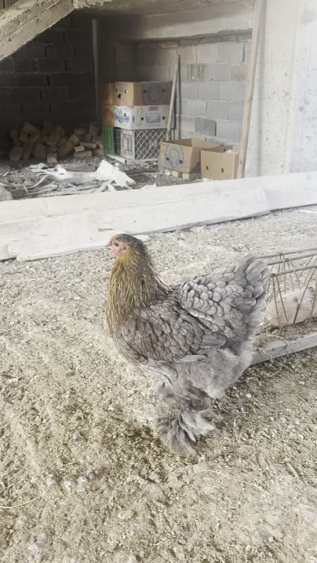 مرغ برهما تخم گذار|حیوانات مزرعه|قائم‌شهر, |دیوار