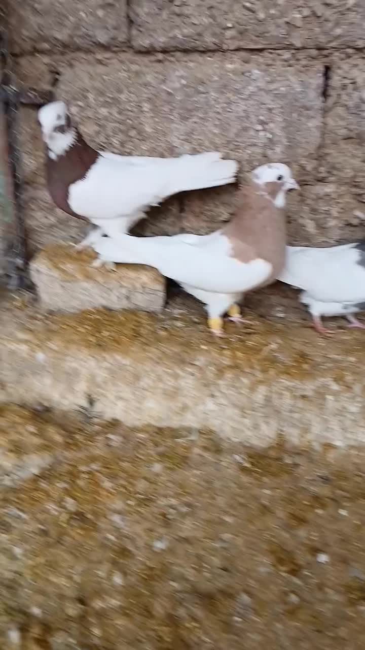 پرنده|پرنده|شیراز, داریون|دیوار