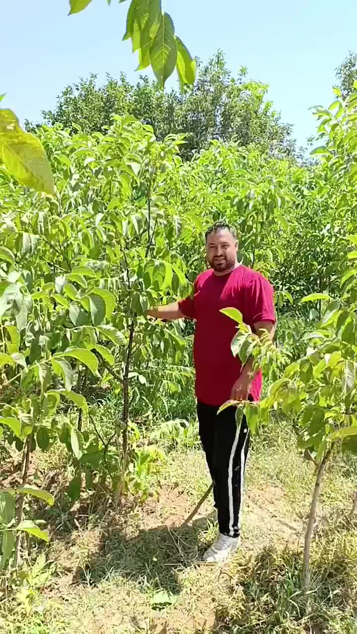 فروش نهال با چک صیادی خرید با چک به قیمت نقدی|خدمات باغبانی و درختکاری|شیراز, فرگاز|دیوار