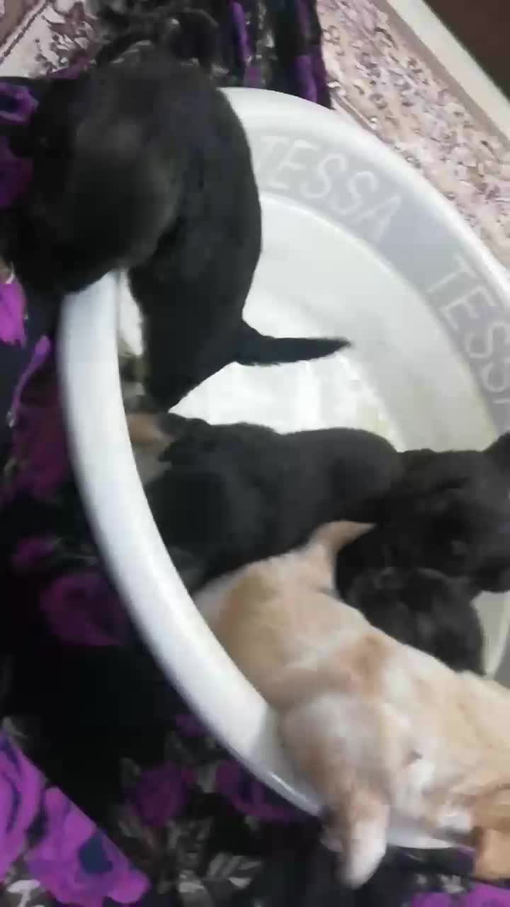 سگ پاکوتاه اشپیتز|سگ|کیاشهر, |دیوار