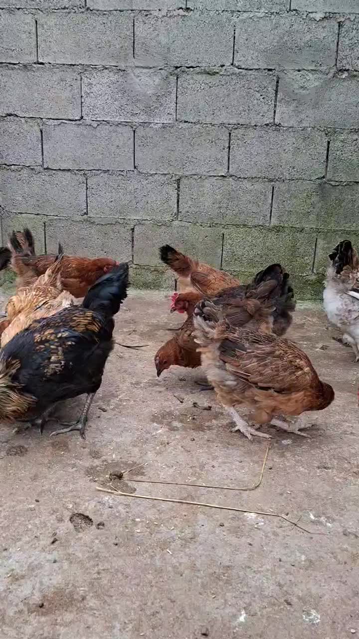 ۲۰ عدد مرغ محلی تخم گذار برای فروش|حیوانات مزرعه|رشت, حومه رشت|دیوار