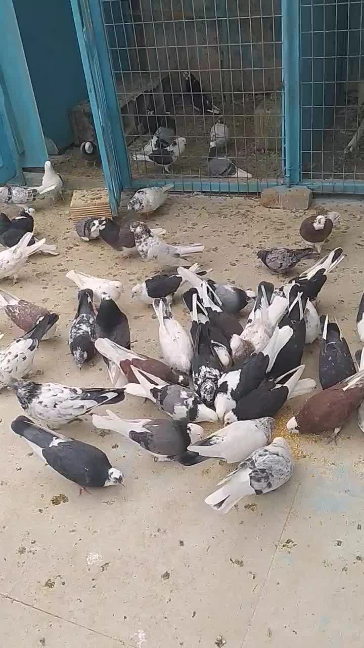 کبوتر شازده و کاشانی هستند|پرنده|پیر بکران, |دیوار