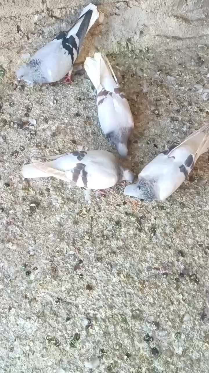 سوسنی دم سفید یا کاغذی دم سفید|پرنده|شیراز, دروازه قران|دیوار