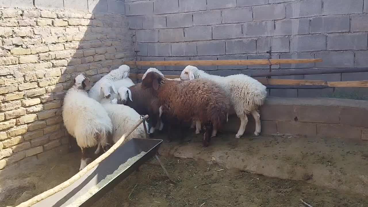 بره|حیوانات مزرعه|کاخک, |دیوار