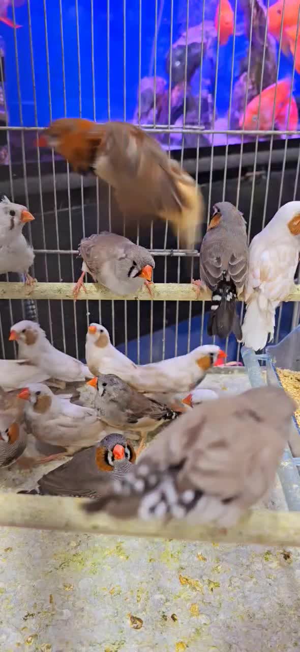 فنچ کینگ نرگسی بنگالی|پرنده|اهواز, کوی جانبازان(دانش)|دیوار