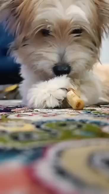 سگ شیتزو ۶ ماهه|سگ|شیراز, شهرک رضوان|دیوار