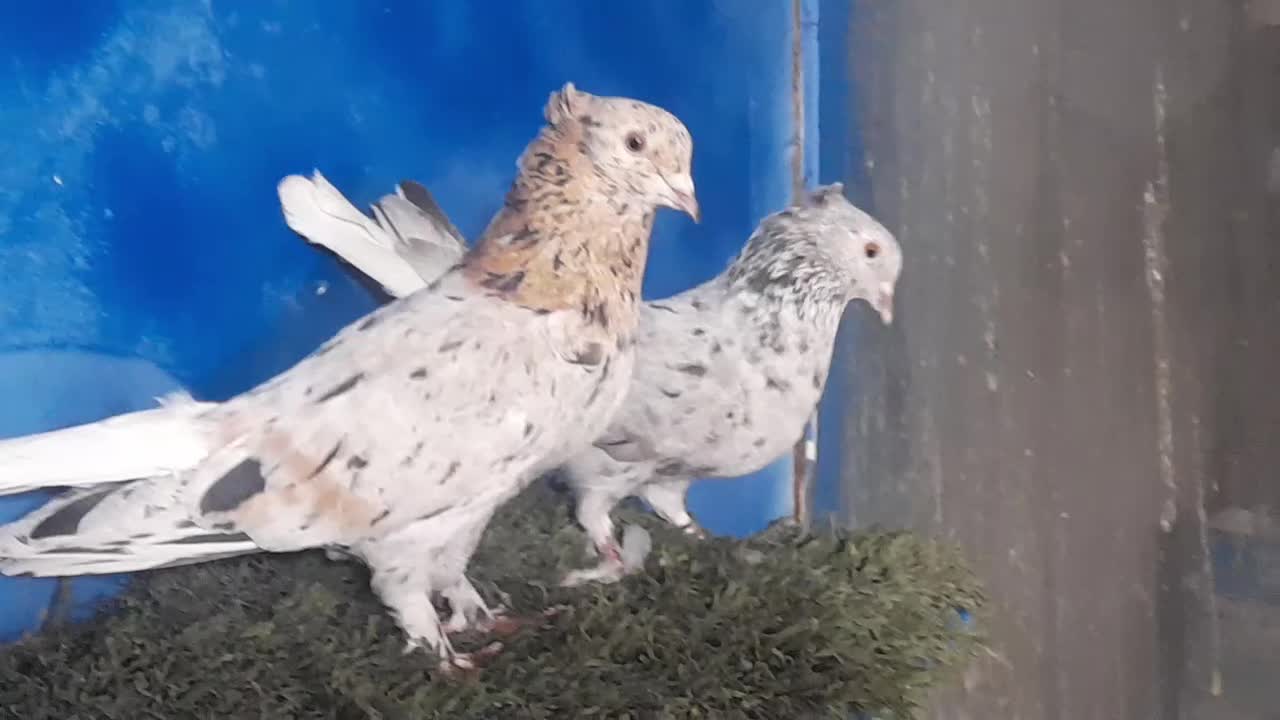 دستگاه جوجه کشی|لوازم جانبی حیوانات|مشهد, همت آباد|دیوار