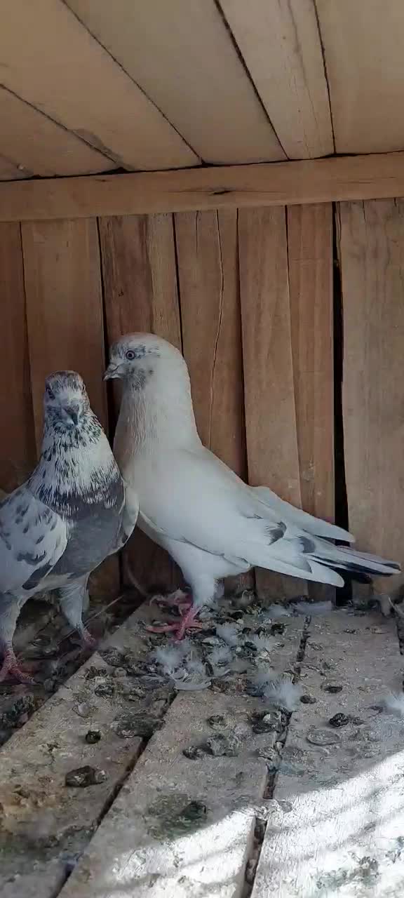 کفتر|پرنده|قم, شهرک سازمان آب|دیوار