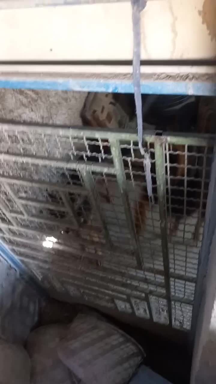 سگ نر روتوایلر اصل|سگ|اصفهان, راران|دیوار