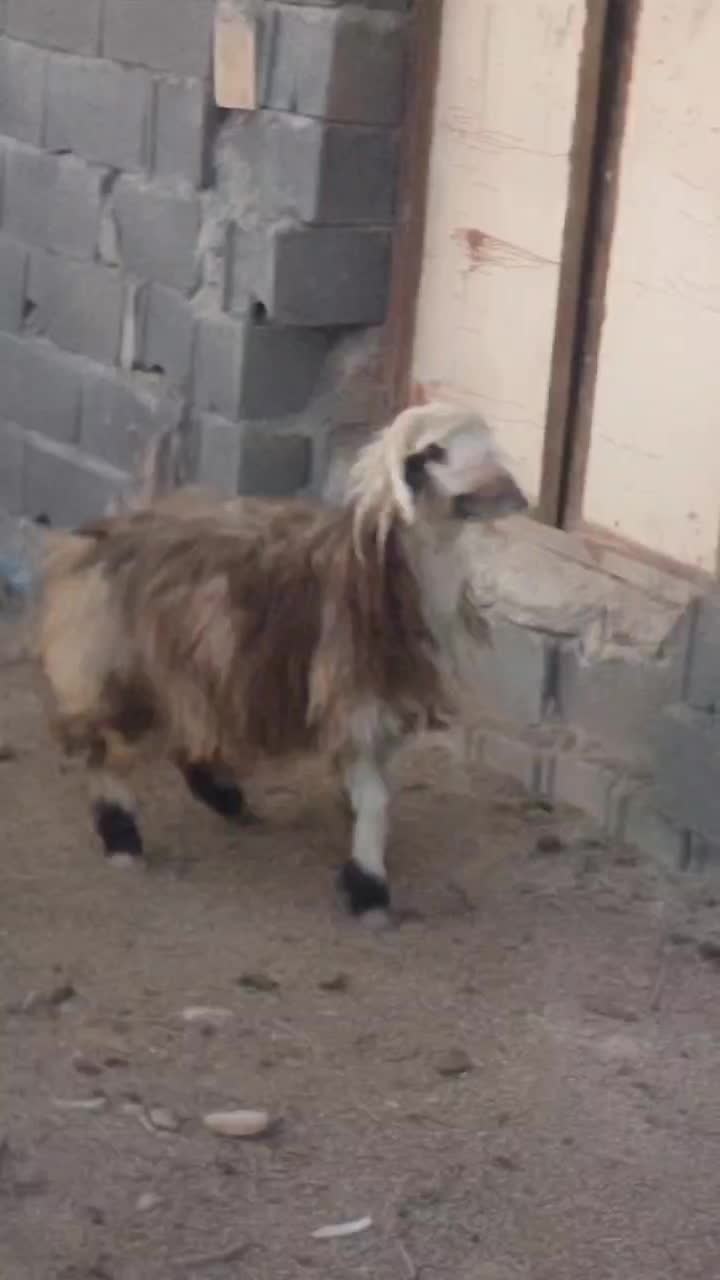 بره|حیوانات مزرعه|لردگان, |دیوار