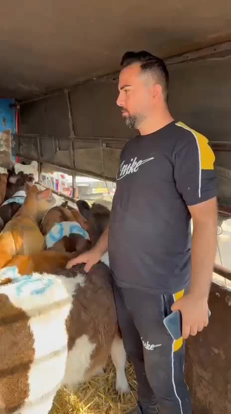 فروش ویژه گوساله سیمینتال جنس درجه یک|حیوانات مزرعه|قم, اسمعیل آباد|دیوار