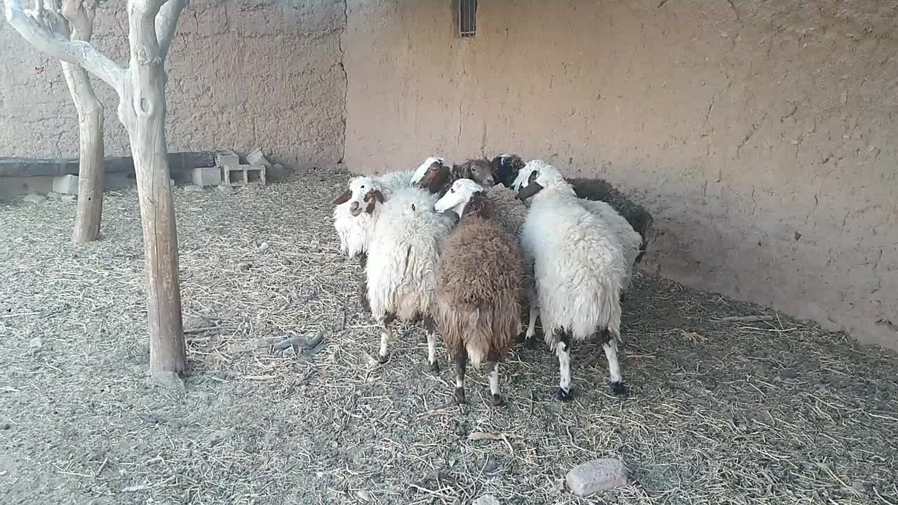 بره نر وماده|حیوانات مزرعه|قائن, |دیوار