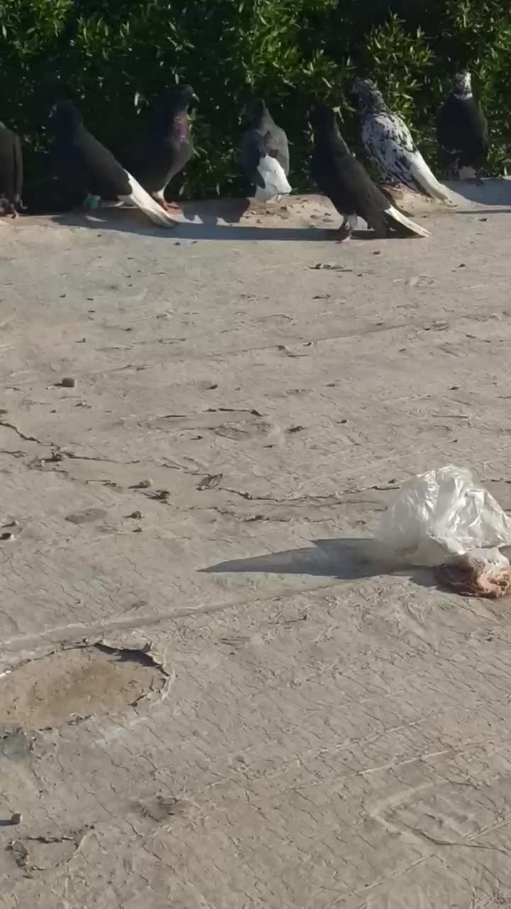 اشعل دم سفید و سیاه آبادانی و سینه ایی و طوقی۷رنگ|پرنده|خرمشهر, |دیوار