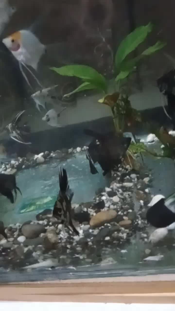 آنجل|ماهی|تهران, شهرک پاسداران|دیوار